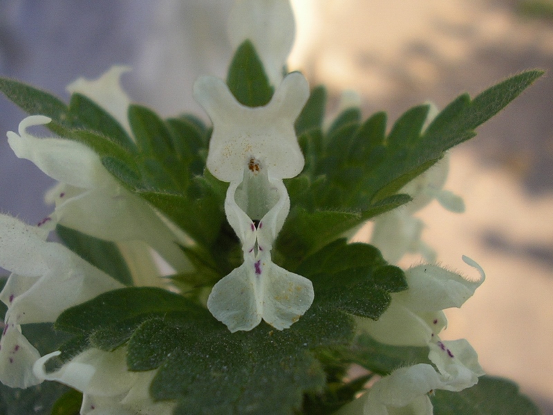 Lamium bifidum